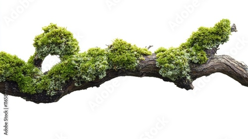Wallpaper Mural Moss-covered tree branch, creating a highly realistic and detailed look, cut out Torontodigital.ca