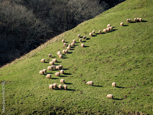 Rebanho de ovelhas numa pastagem montanhosa no País Basco francês photo