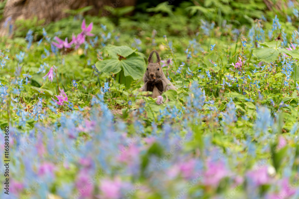 Obraz premium 北海道 エゾリス リス げっ歯類 哺乳類 エゾリー 花 エゾサンゴク カタクリ 栗鼠 