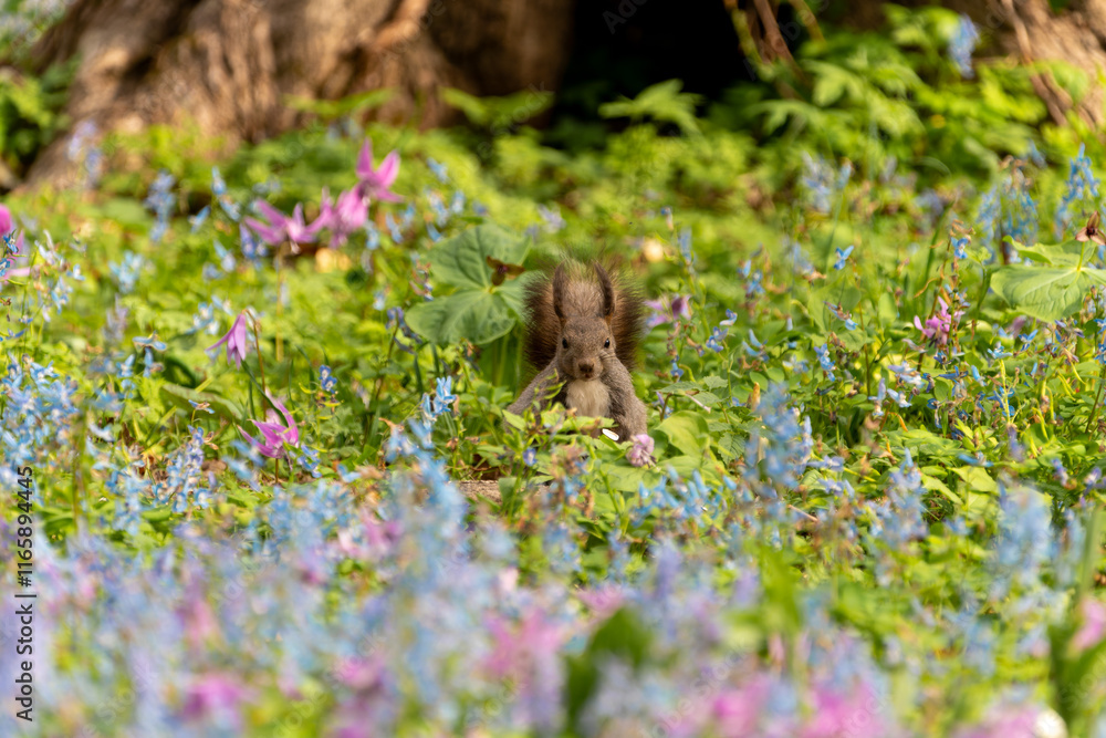 Obraz premium 北海道 エゾリス リス げっ歯類 哺乳類 エゾリー 花 エゾサンゴク カタクリ 栗鼠 