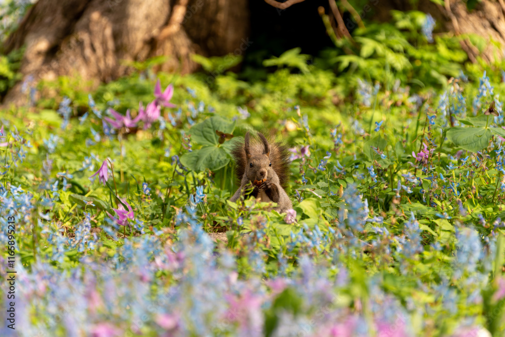 北海道 エゾリス リス げっ歯類 哺乳類 エゾリー 花 エゾサンゴク カタクリ 栗鼠
北海道 エゾリス リス げっ歯類 哺乳類 エゾリー 花 エゾサンゴク カタクリ 栗鼠