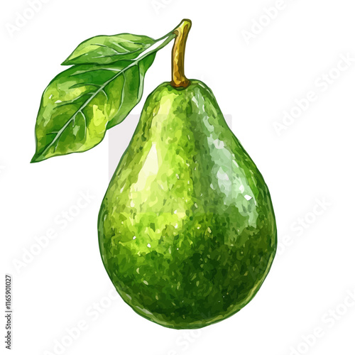 A watercolor of an avocado, isolated on a white background. Avocado vector.
