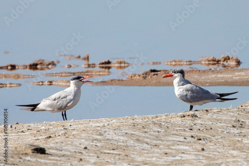 Caspian Terns (Hydroprogne caspia), Kliphoek Salt Pan, Velddrif, Berg River Estuary, Western Cape, South Africa, a birding hotspot photo