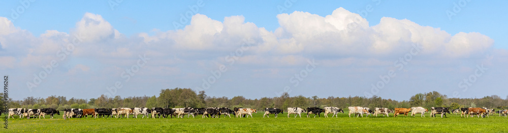 Herd of cows in a row, one after another, in single file, cattle walking to be milked
