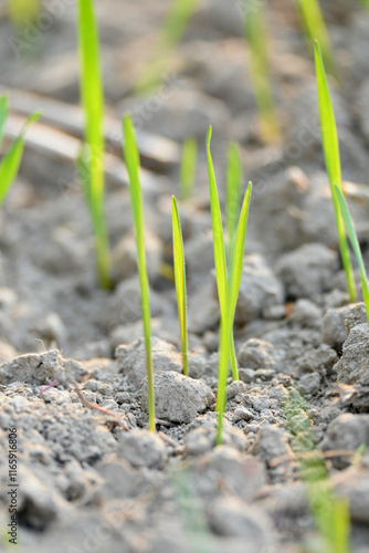 closeup the ripe green soil wheat stitch plant growing with leaves in the farm field with clay soft focus natural green brown background.