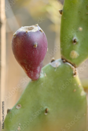 closeup the juicy maroon cactus fruit with green plant soft focus natural green yellow background.