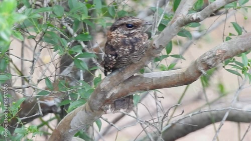 nightjar on tree photo