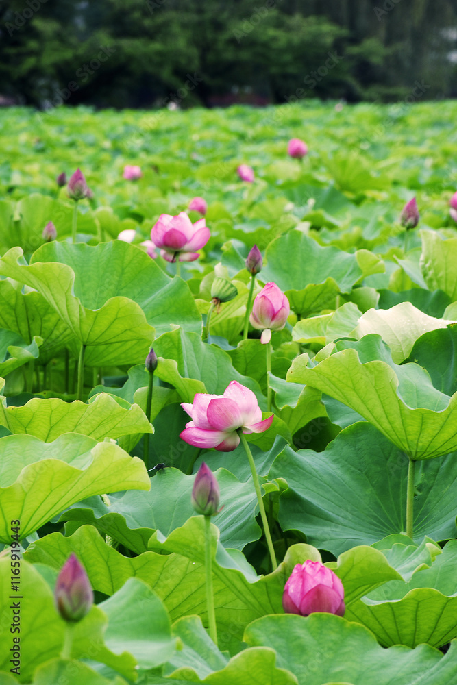 Obraz premium Pink lotus flowers blooms gracefully with large green leaves around it, glistening with raindrops after a rainy day, showcasing serene natural beauty in Ueno, Japan.