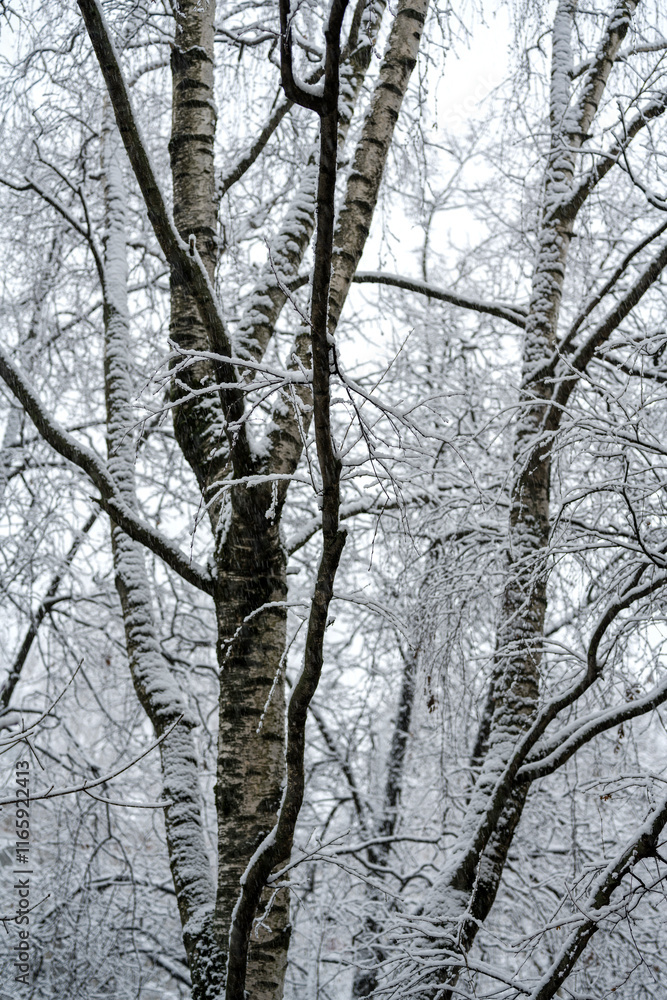 Cloudy winter day. Snowfall. Tree branches in the snow Cloudy winter day. Snowfall. Tree branches in the snow