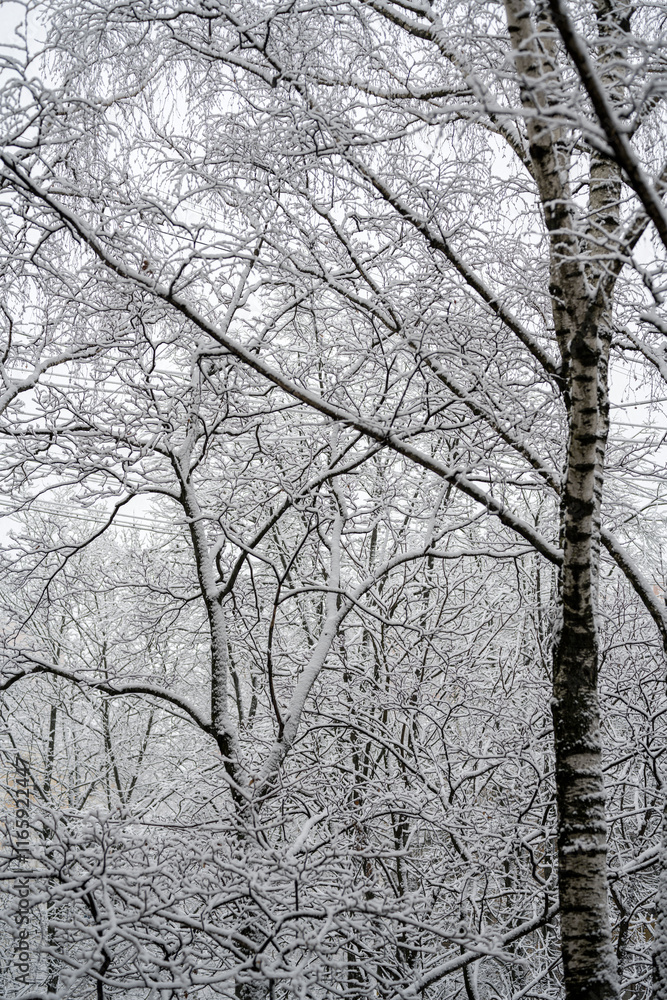 Cloudy winter day. Snowfall. Tree branches in the snow Cloudy winter day. Snowfall. Tree branches in the snow