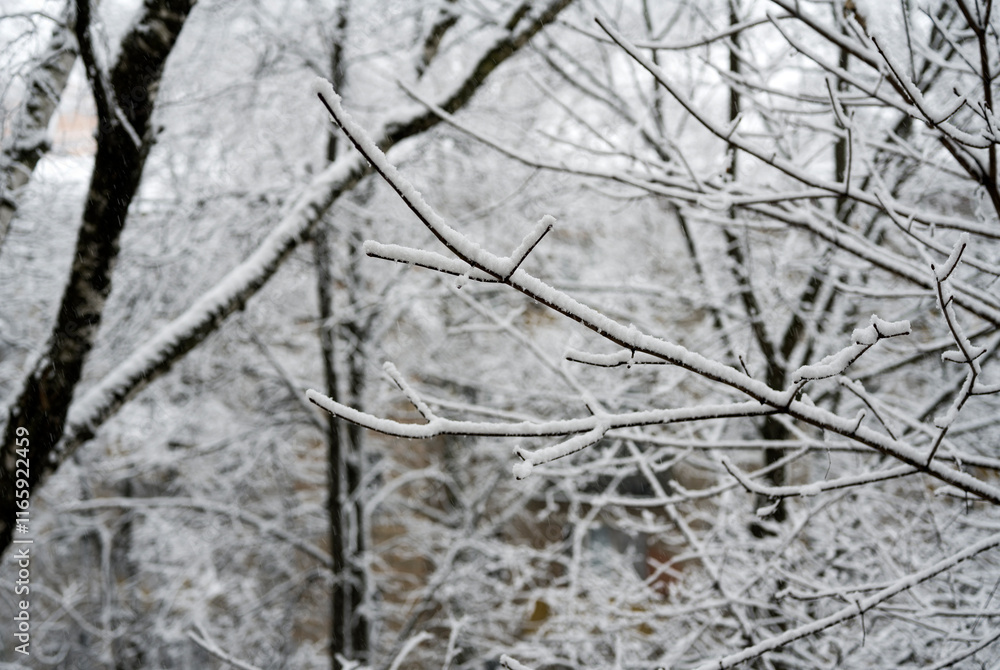 Cloudy winter day. Snowfall. Tree branches in the snow Cloudy winter day. Snowfall. Tree branches in the snow
