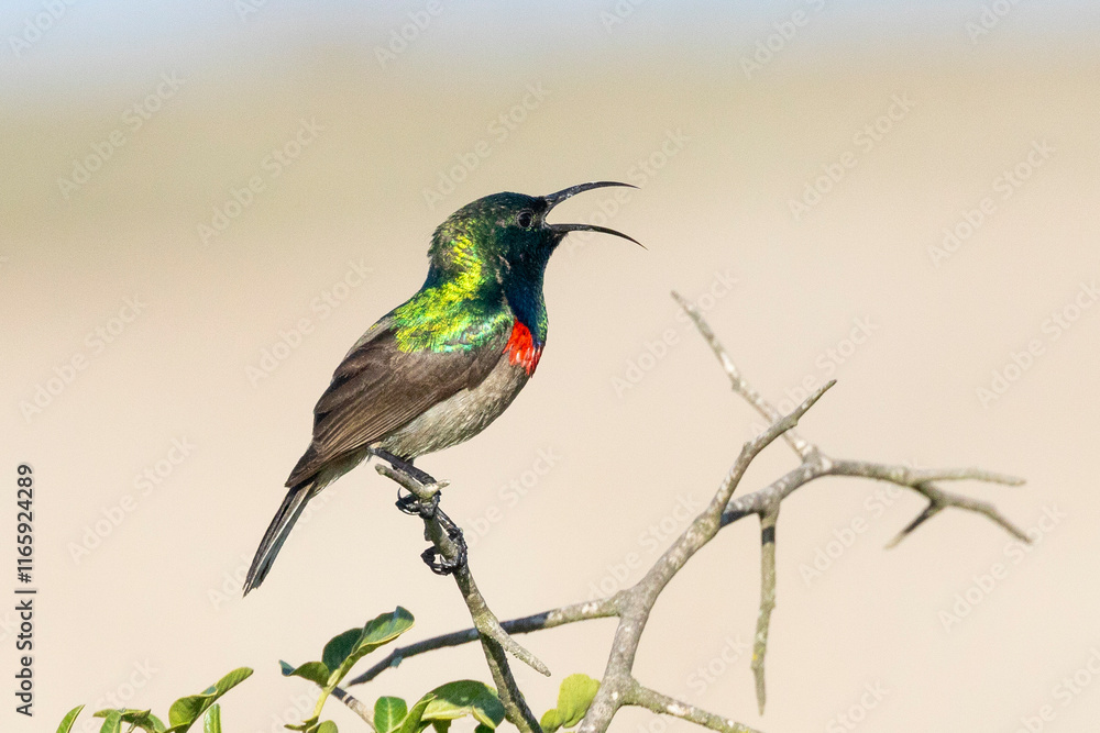 Southern Doble-collared Sunbird or Lesser Double-collared Sunbird (Cinnyris chalybeus) male singing from bush, West Coast, South Africa Southern Doble-collared Sunbird or Lesser Double-collared Sunbird (Cinnyris chalybeus) male singing from bush, West Coast, South Africa