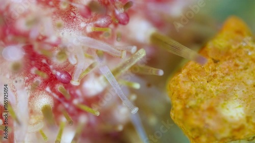 Sea urchin strongylocentrotus pallidus under a microscope, type Echinodermata. The ambulacral legs are visible, which like suckers have grabbed the stone. White Sea photo