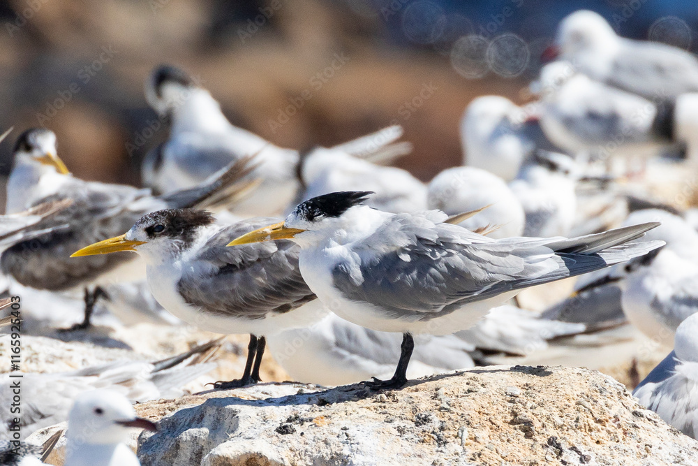 Fototapeta premium Swift Tern or Greater Crested Tern (Thalasseus bergii) at a mixed seabird roost, Bird Island, Lamberts Bay, West Coast South Africa