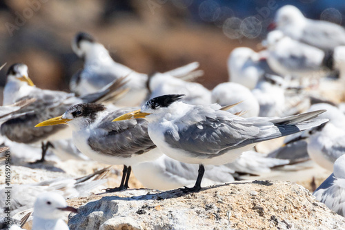 Foto Swift Tern or Greater Crested Tern (Thalasseus bergii) at a mixed seabird roost,