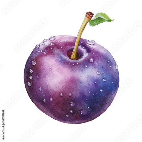 A watercolor painting of a plum, isolated on a white background. Plum vector.
