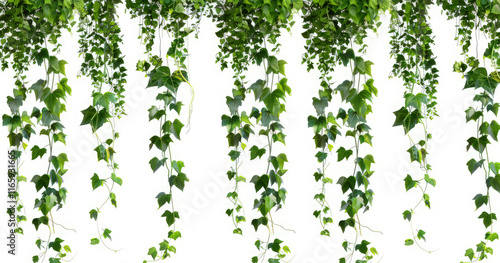 A collection of green ivy vines hanging down against a white background.