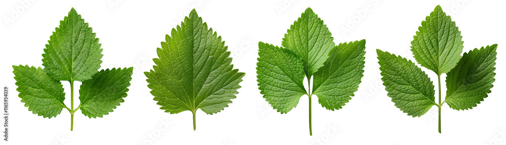 Four vibrant green leaves showcasing natural beauty and ecological significance. Four vibrant green leaves showcasing natural beauty and ecological significance.