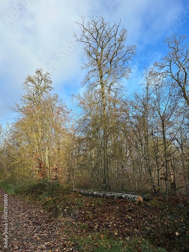 La forêt 