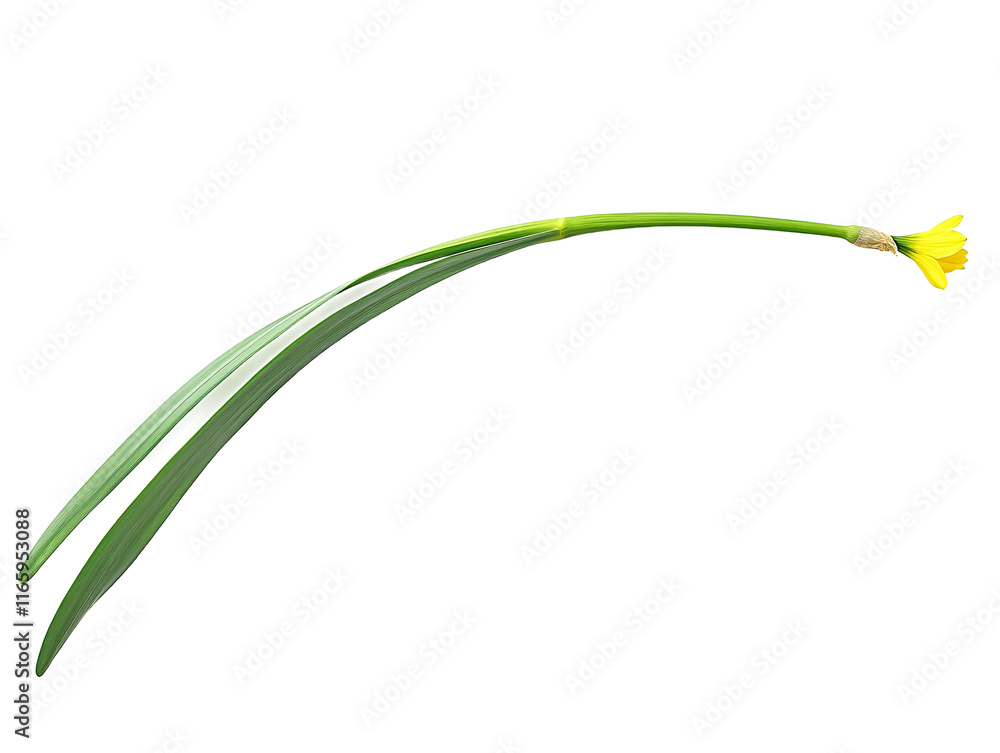 Isolated Yellow Daffodil with Long Green Stem Isolated Yellow Daffodil with Long Green Stem