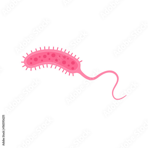 Vibrio cholerae illustration