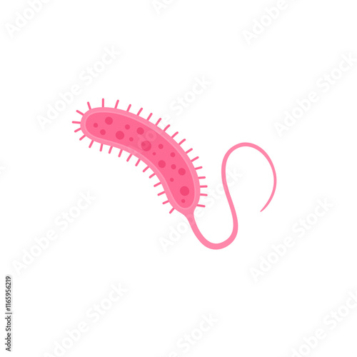 Vibrio cholerae illustration