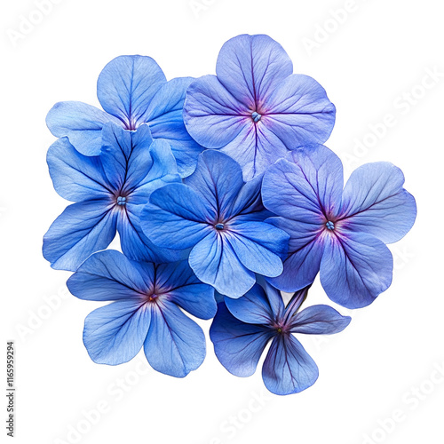 Wallpaper Mural Blue Flowers on White Background. Torontodigital.ca