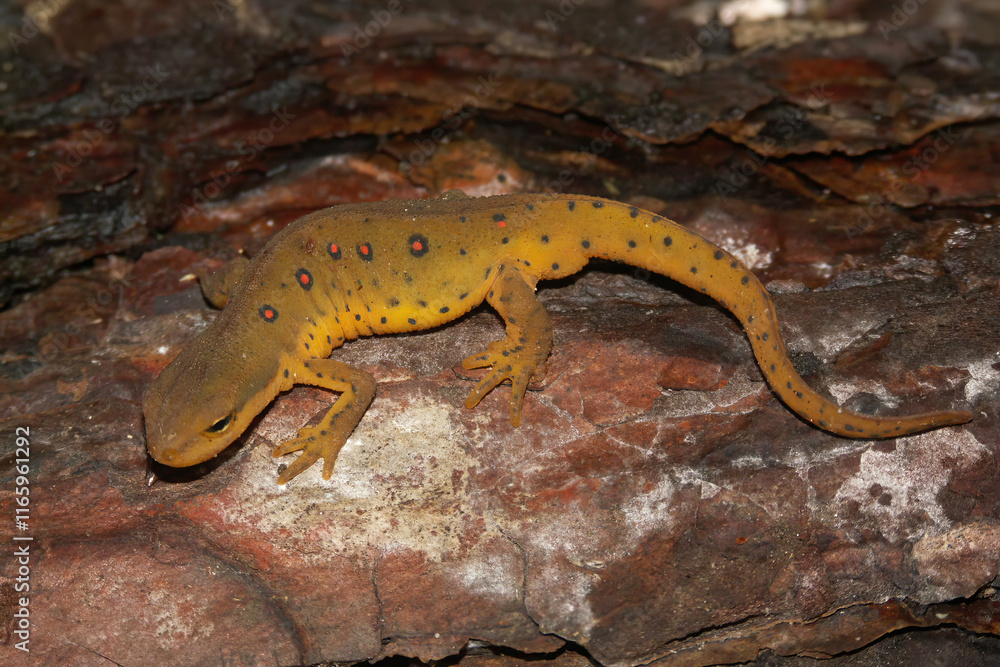 Obraz premium Closeup on a sub-adult Eastern or Red Spotted Newt, Notophthalmus viridescens sitting on wood