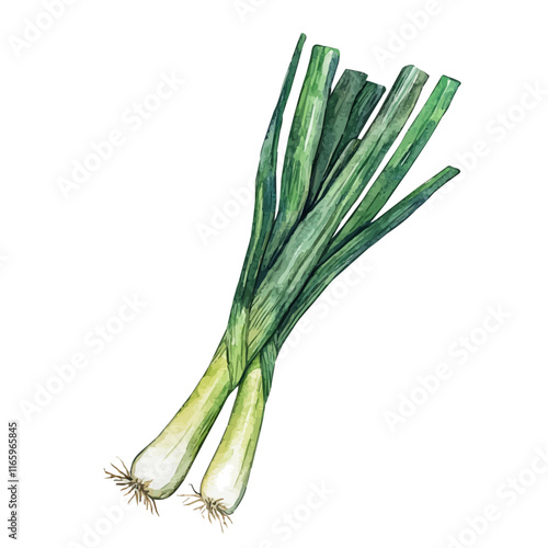 A watercolor illustration of a leek, isolated on a white background. Leek vector.
