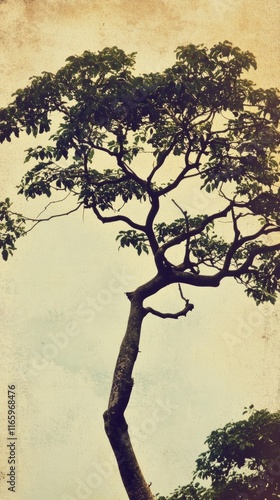 Majestic Tree Silhouetted Against a Vintage Sky. A Timeless Artistic Capture of Nature's Beauty. photo