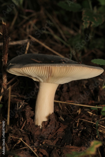 natural russula cyanoxantha mushroom photo	 photo