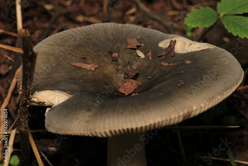 natural russula cyanoxantha mushroom photo	 photo