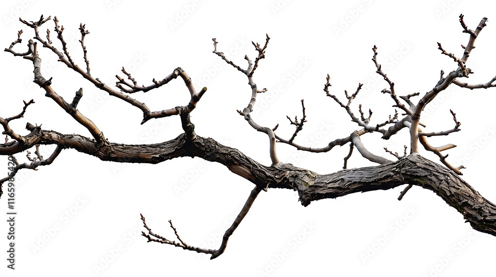 Obraz premium Dead tree branch isolated on white background