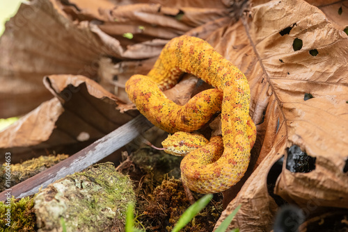 Close up Bothriechis schlegelii, the eyelash viper, is a venomous pit viper species found in Central and South America photo