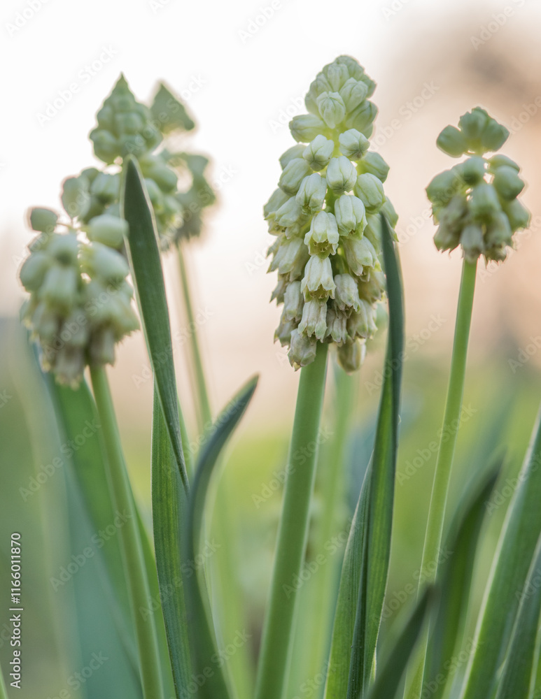 Obraz premium beautiful Bellevalia flowers in the spring garden