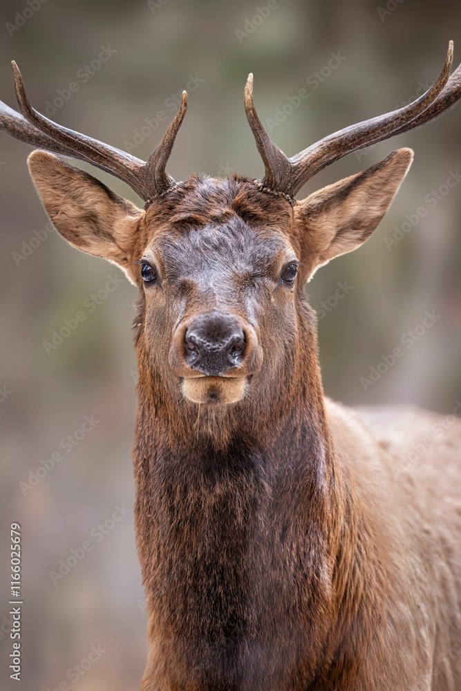 Fototapeta premium Majestic Deer Close-Up