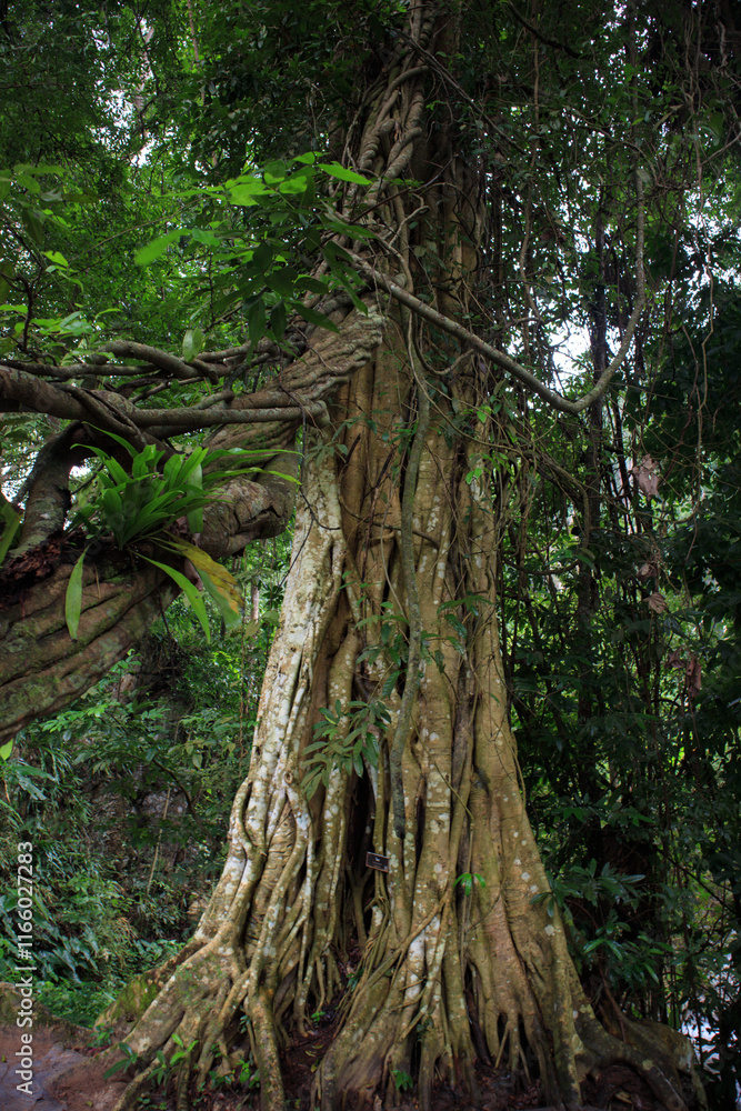 Fototapeta premium A large, magnificent tree in the Khlong Lan National Park area.