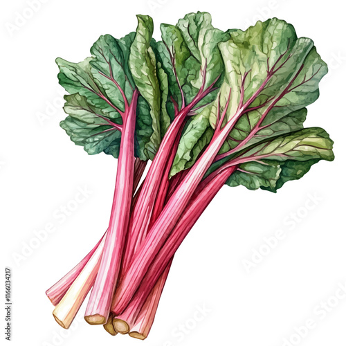 A watercolor vector painting of a rhubarb, isolated on a white background. Rhubarb vector.

