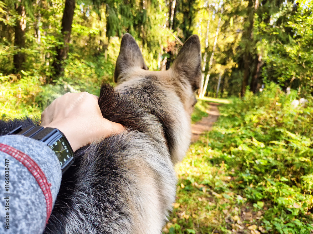 Obraz premium A middle-aged woman enjoys a peaceful walk in the woods with her loyal German shepherd on a bright autumn day
