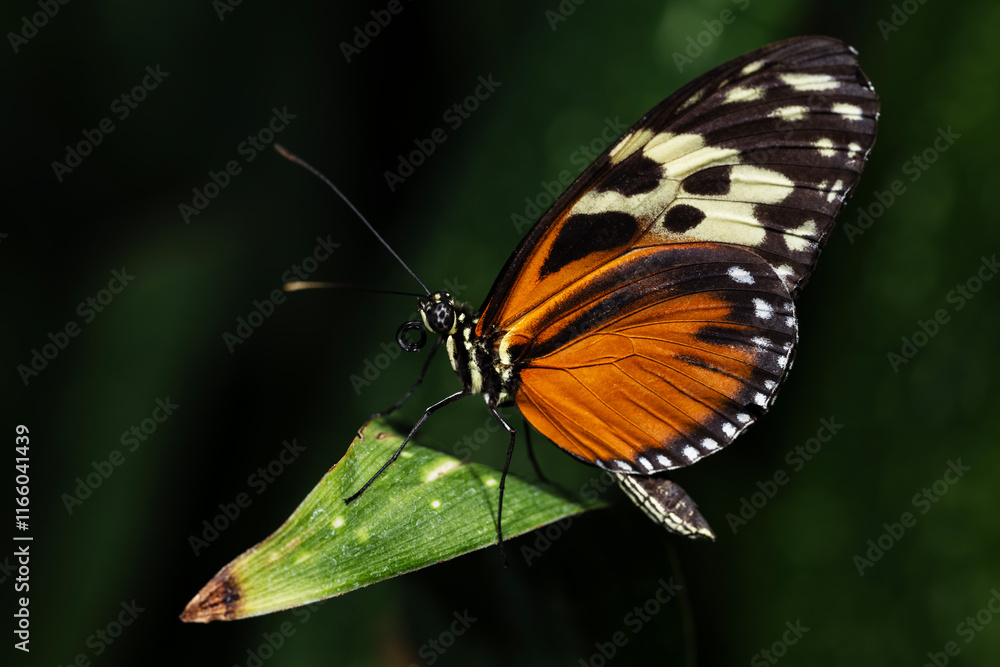 Obraz premium Tiger Longwing Butterfly