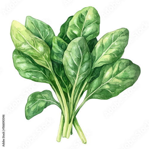 A watercolor vector painting of a spinach leaf, isolated on a white background. Spinach vector.

