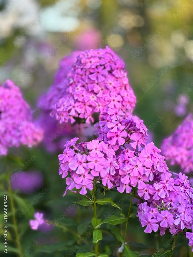 Pink flower Pink flower
