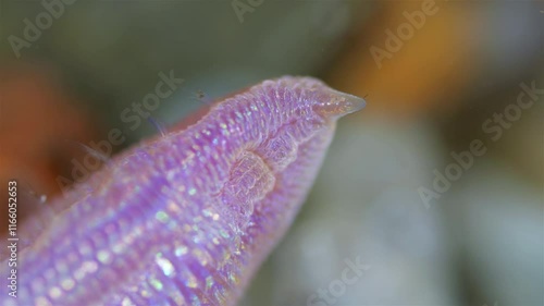 Close-up of a Polychaeta worm, Ophelia limacina, phylum Annelida. In the video, the front part of the body is visible with a pointed end, a mouth and bristles. White sea photo