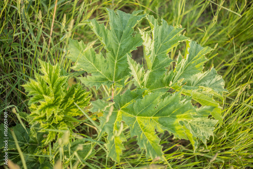 pine hogweed leaf, heracleum, sosnowskyi, leaf blade, morphology, invasive species photo