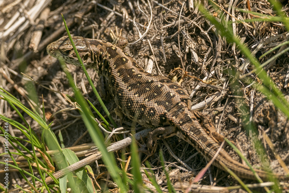 female sand lizard, lacerta agilis, ready to lay eggs, pregnant female, reptile, scaly female sand lizard, lacerta agilis, ready to lay eggs, pregnant female, reptile, scaly