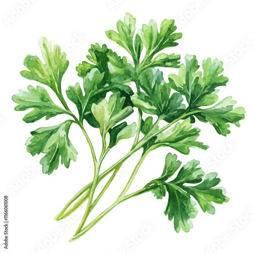 A watercolor vector painting of parsley, isolated on a white background. Parsley vector.

