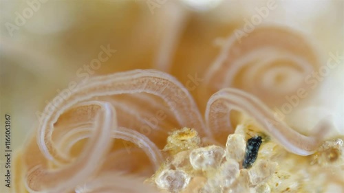 Worm Polychaeta Neoamphitrite figulus, family Terebellidae under a microscope, phylum Annelida. The video shows tentacles. White Sea photo