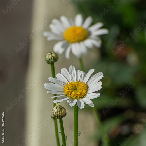 margaridas no  jardim