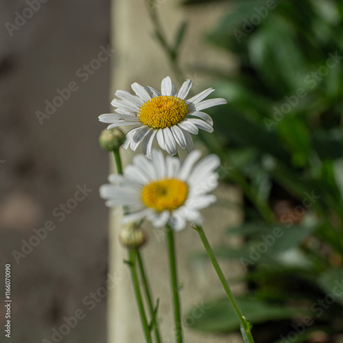 flor margarida jardim em macro