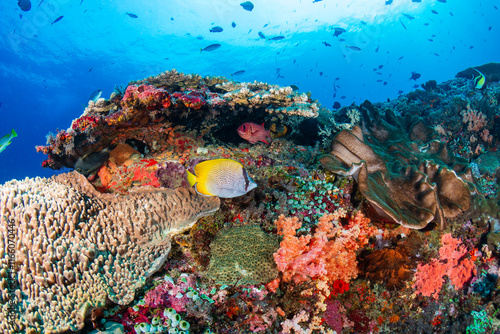 Fototapeta Naklejka Na Ścianę i Meble -  Vividly colored soft corals and butterflyfish on a tropical coral reef in Indonesia